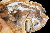 Huge! Agatized Fossil Coral Geode - Florida #188148-2